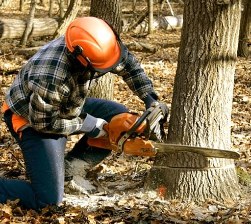 Tree Removal in Chesterhill, OH
